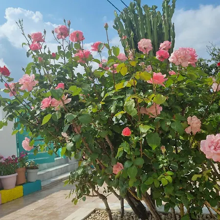 Arocaria - Peaceful * ファリラキ